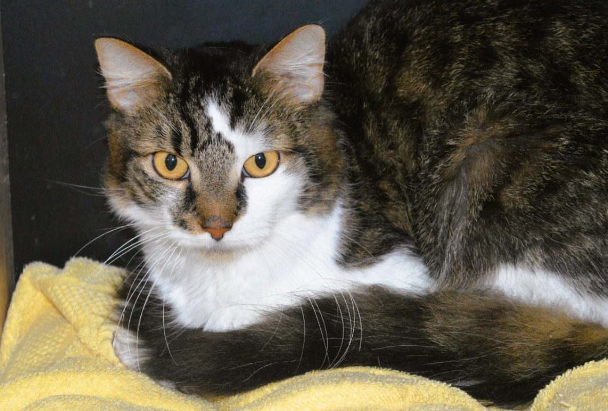 Diesel - Chat Européen à adopter