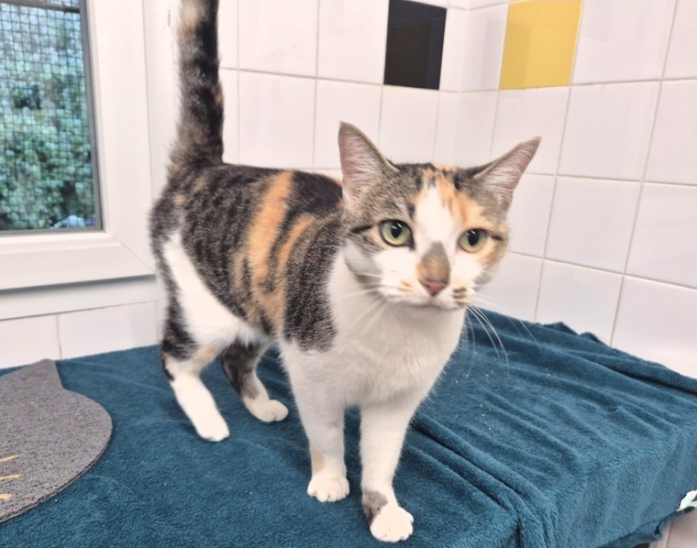 Choupette - Chat Européen à adopter