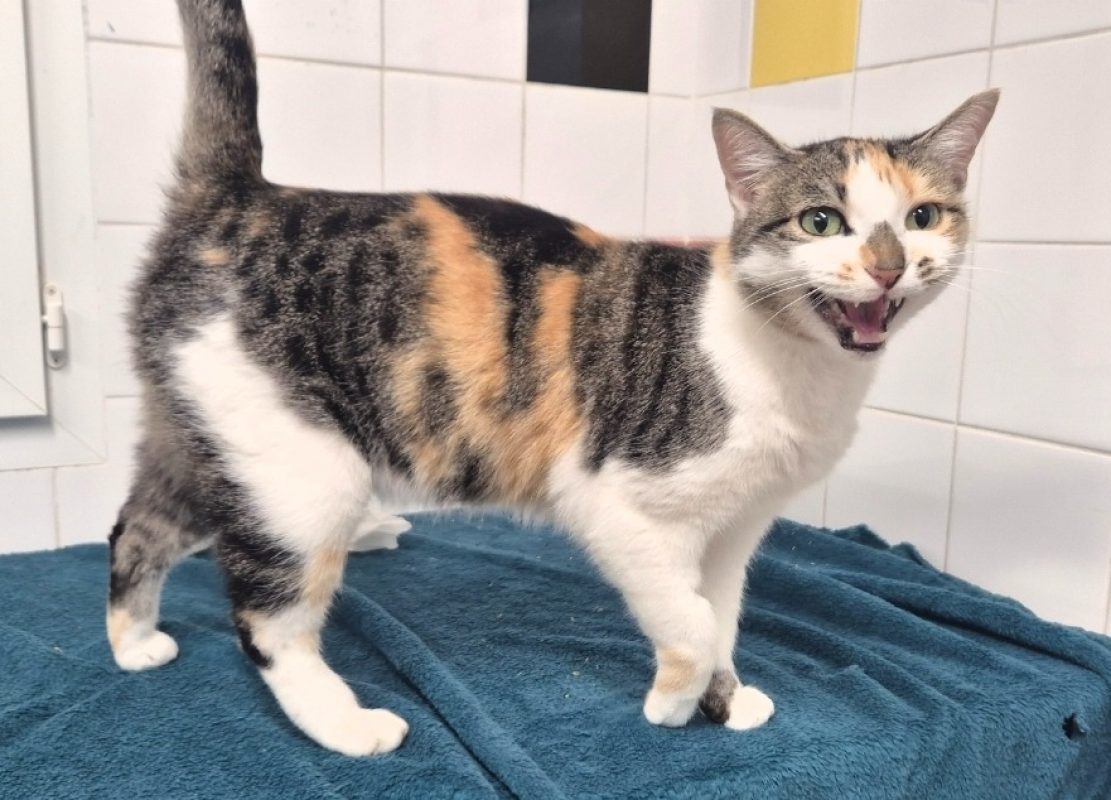 Choupette - Chat Européen à adopter - photo 2
