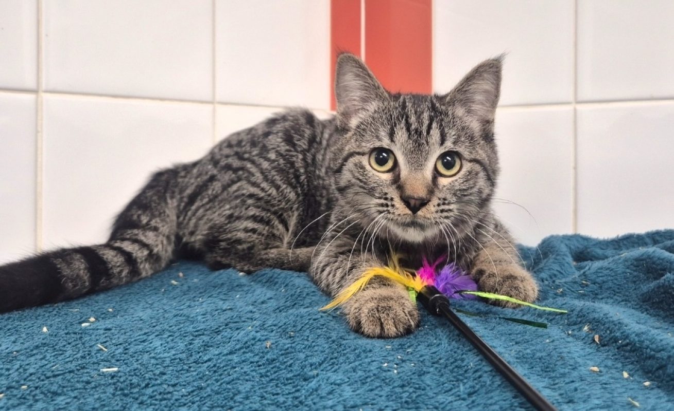 Végas - Chat Européen à adopter