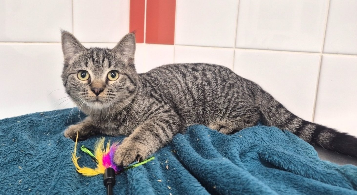 Végas - Chat Européen à adopter - photo 2