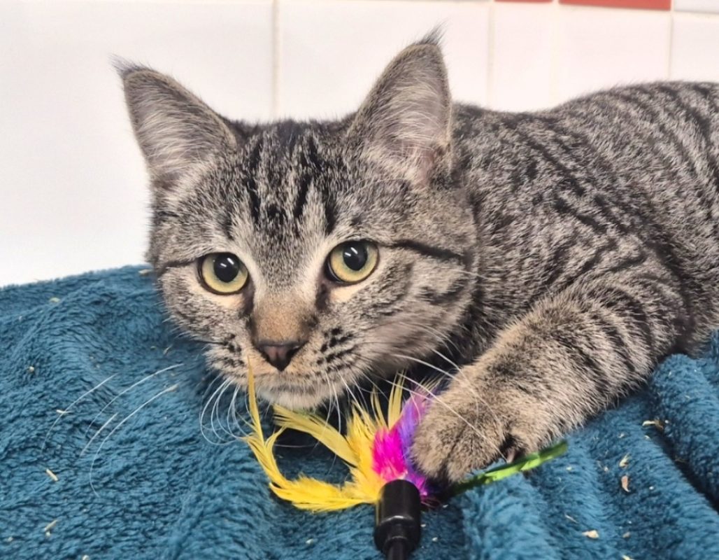 Végas - Chat Européen à adopter - photo 3