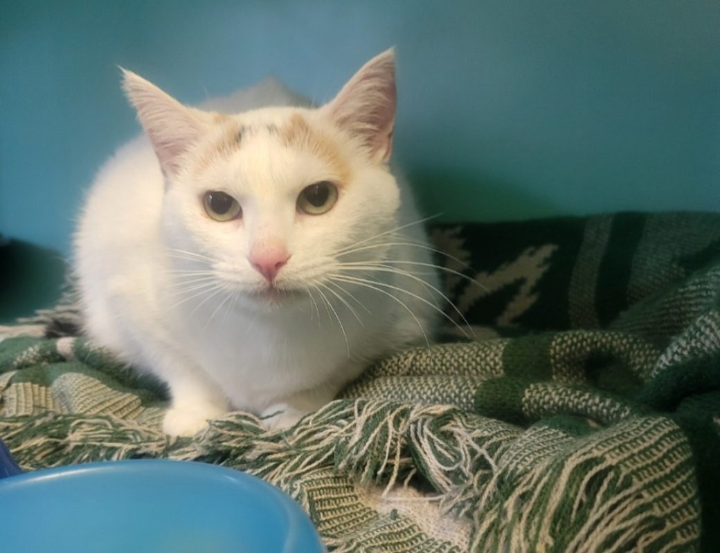 Zouzou - Chat Européen à adopter