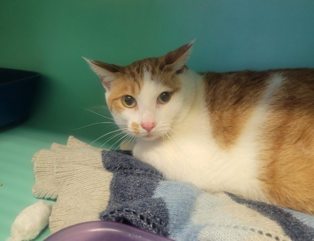 Carolin - Chat Européen à adopter