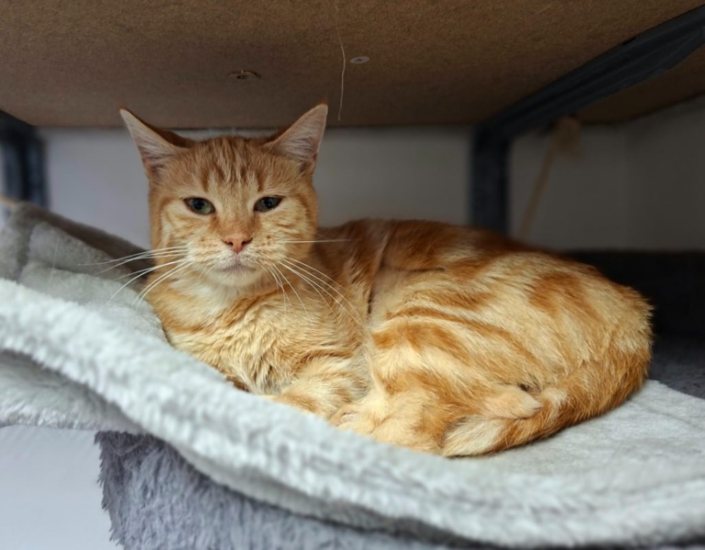 Peche - Chat Européen à adopter