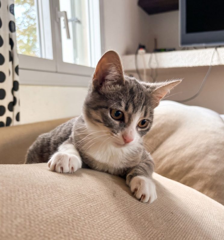Bobun - Chat à adopter - photo 3