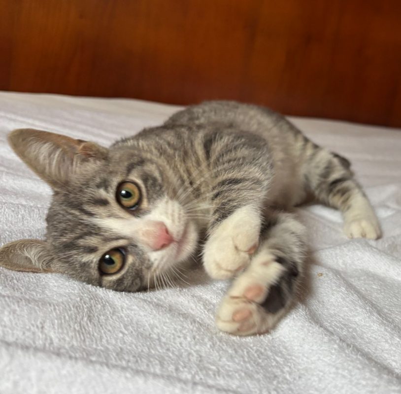 Bobun - Chat à adopter