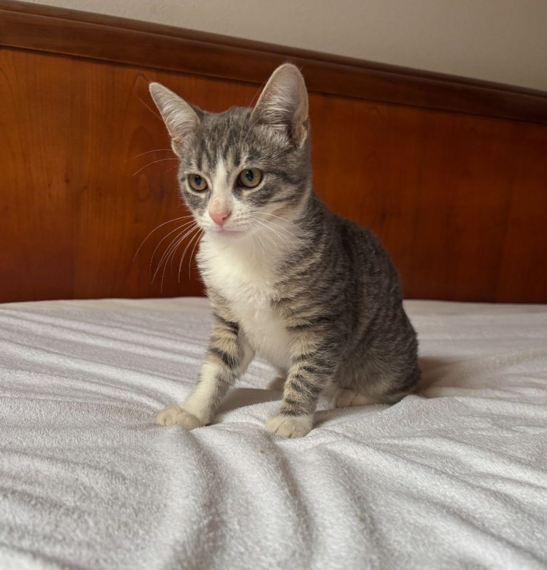 Bobun - Chat à adopter - photo 2