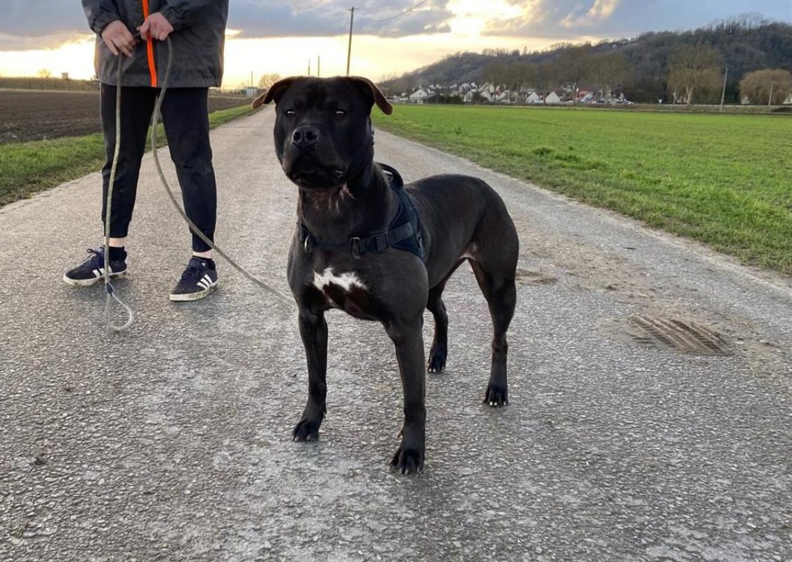 Lola - Chien à adopter - photo 5