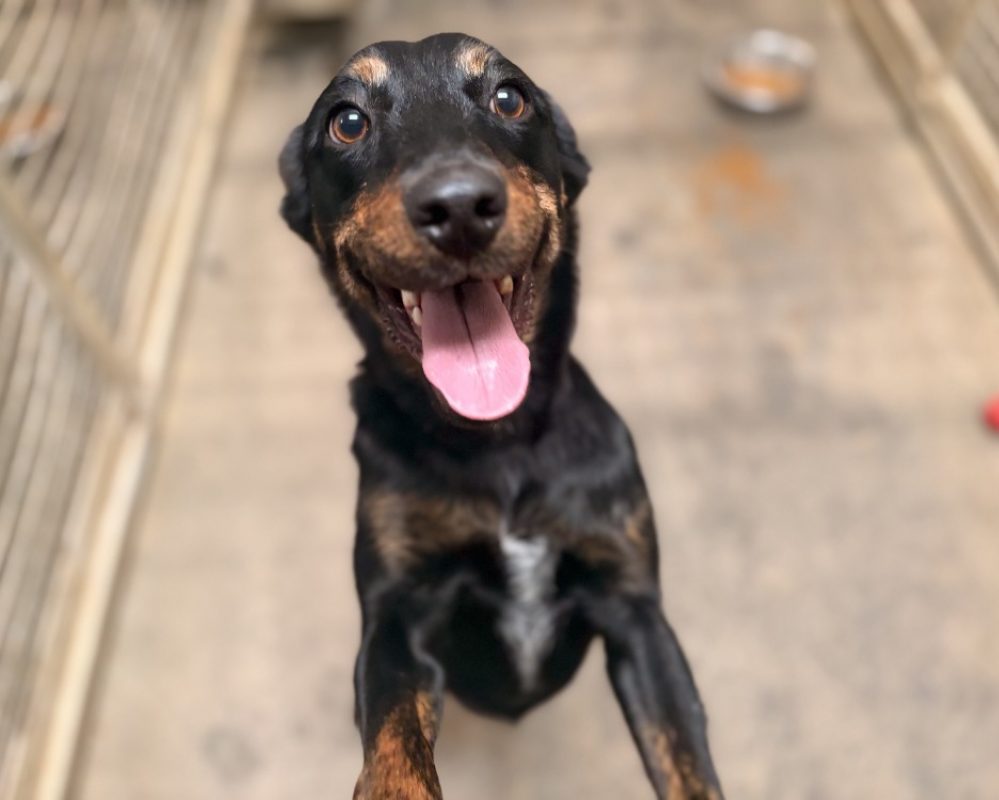 Bamya - Chien Berger à adopter