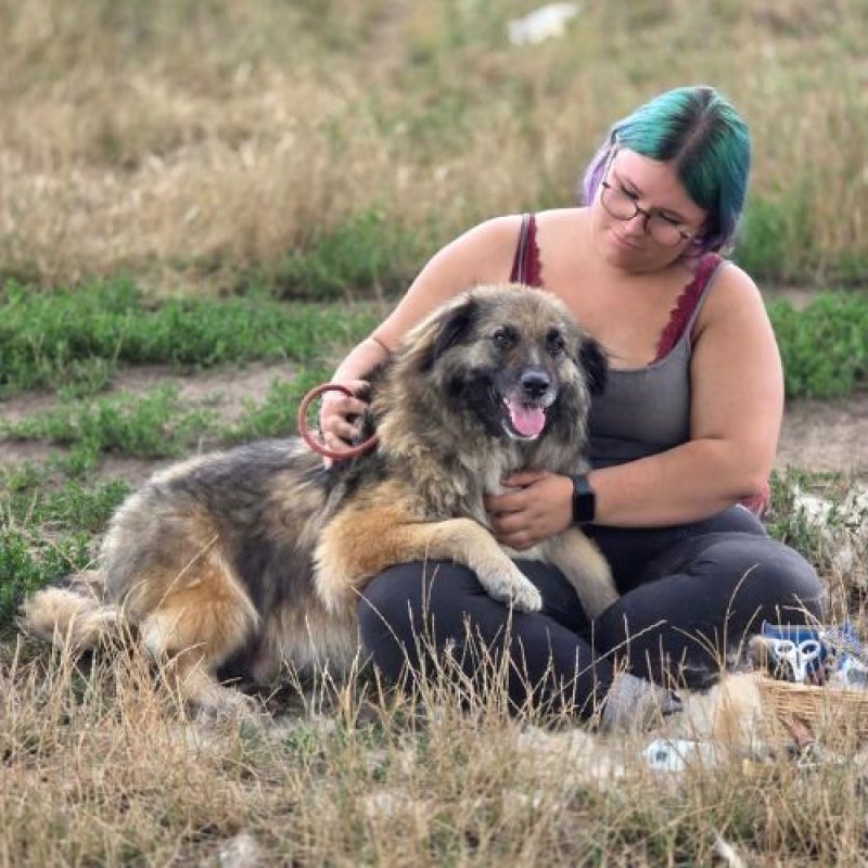 SULLEY - Chien à adopter - photo 5
