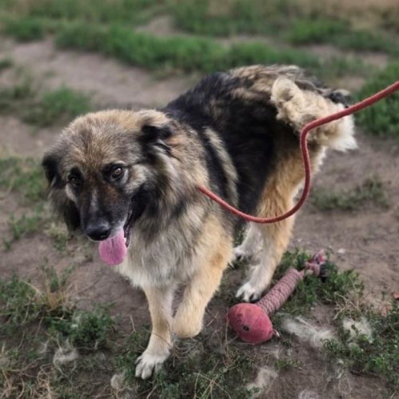 SULLEY - Chien à adopter - photo 6