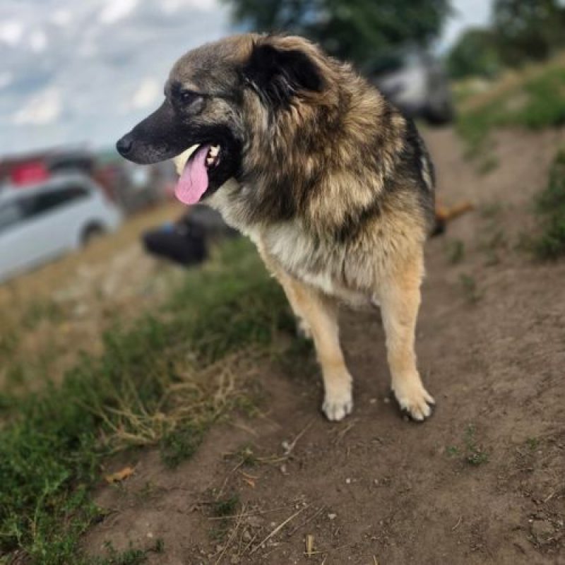 SULLEY - Chien à adopter