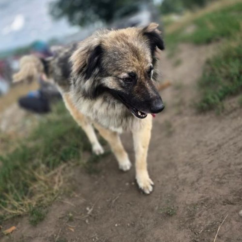 SULLEY - Chien à adopter - photo 4