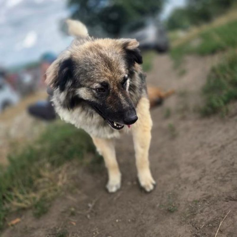SULLEY - Chien à adopter - photo 16