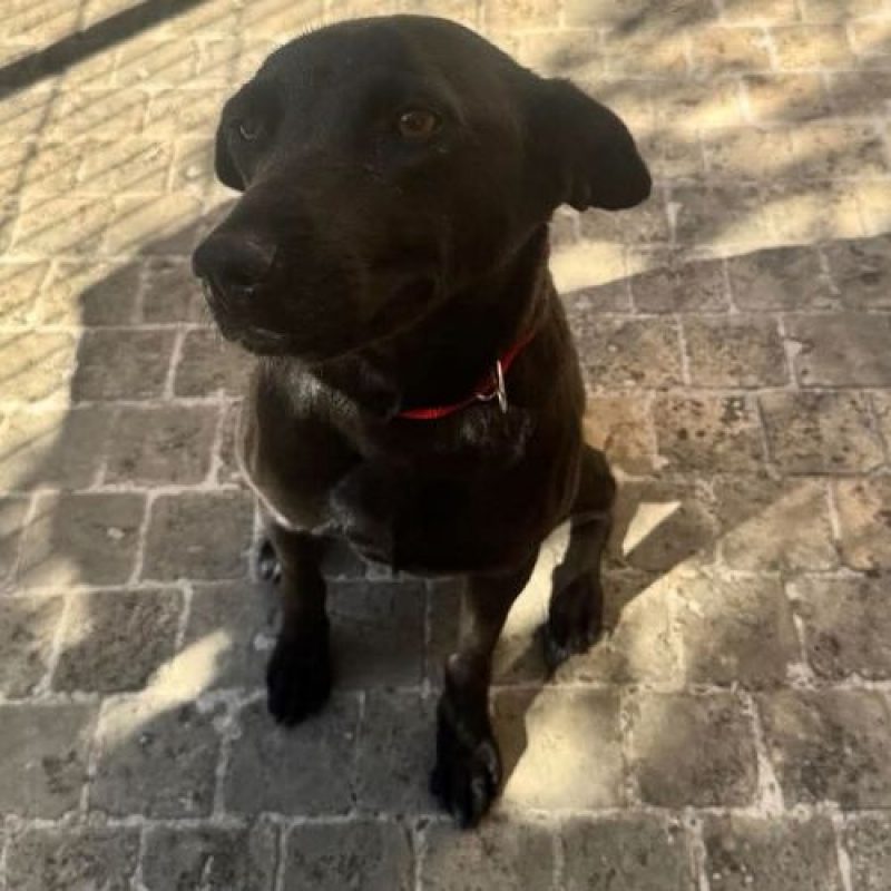 LAIKA - Chien à adopter - photo 6