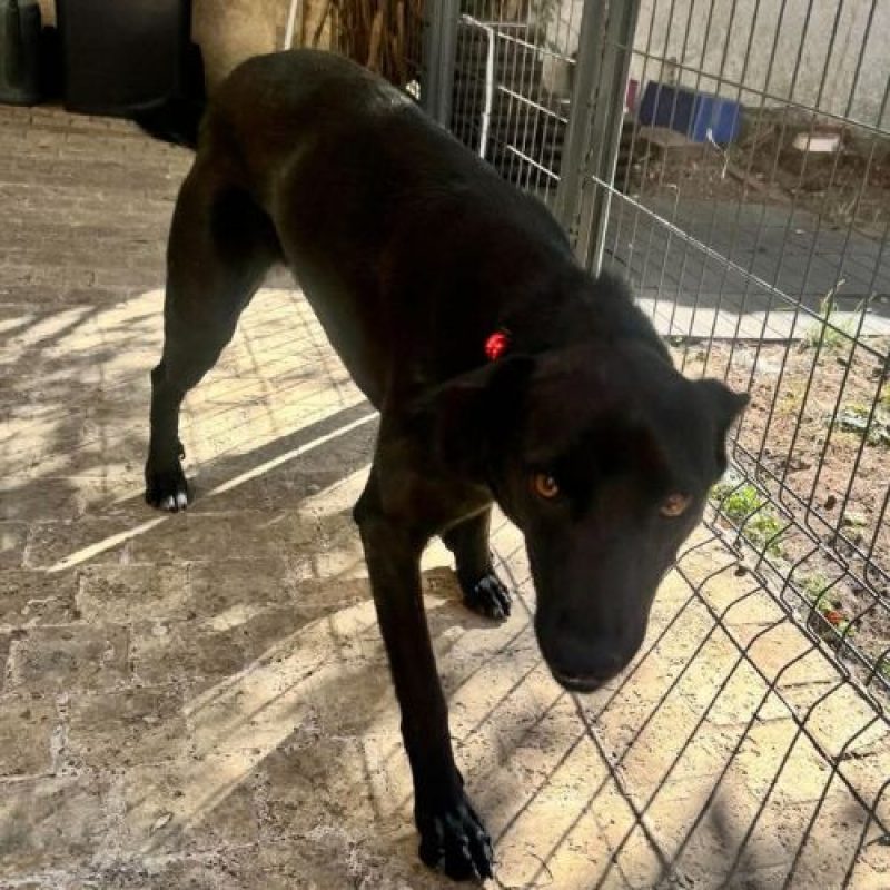 LAIKA - Chien à adopter - photo 4