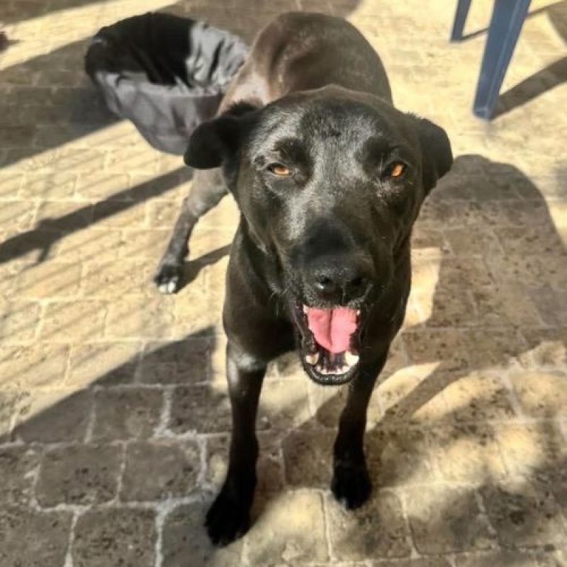 LAIKA - Chien à adopter - photo 2