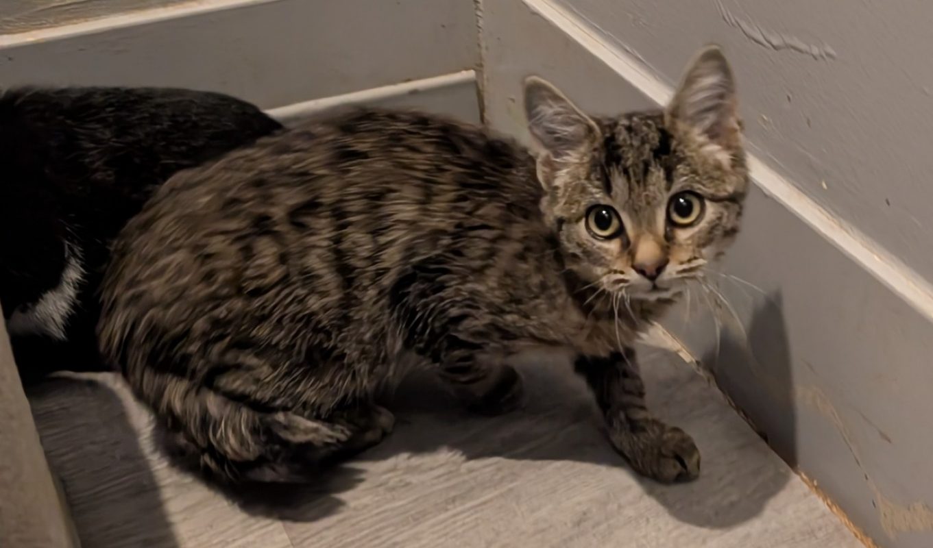 Lucio - Chat Européen à adopter