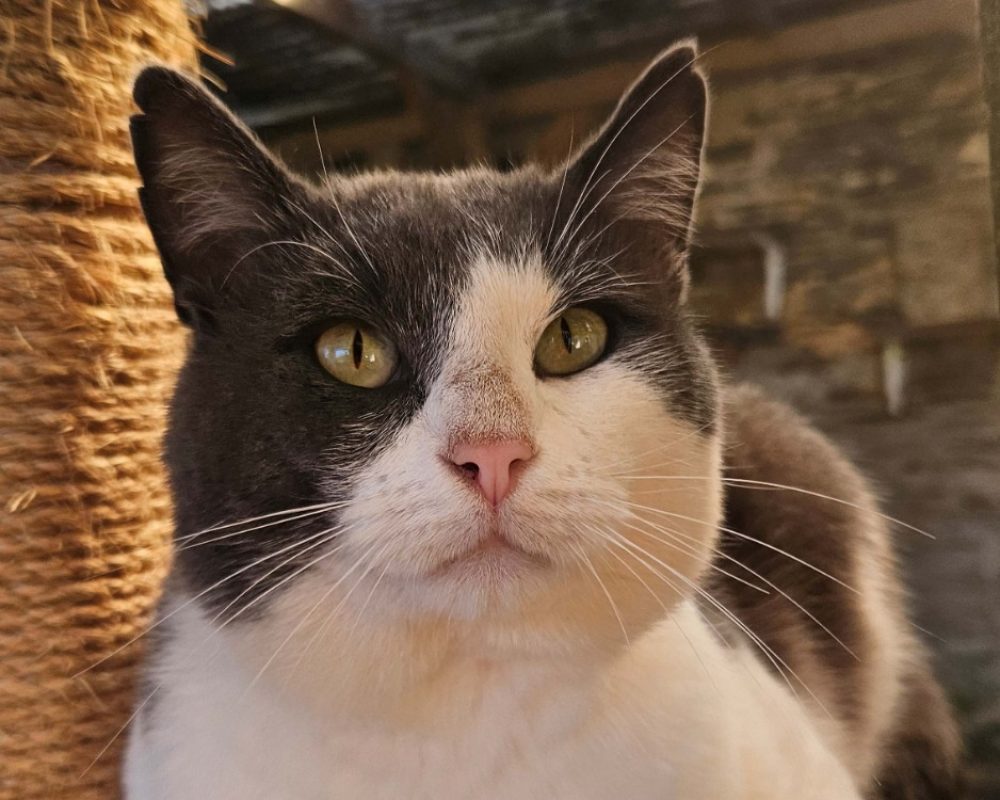 Pavarottie - Chat Européen à adopter