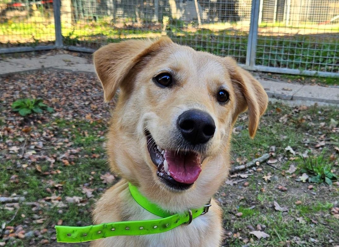 Keuz - Chien Berger à adopter