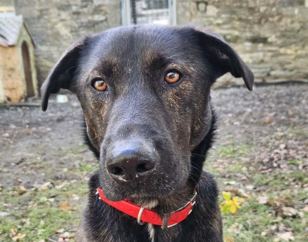 Kouky - Chien à adopter