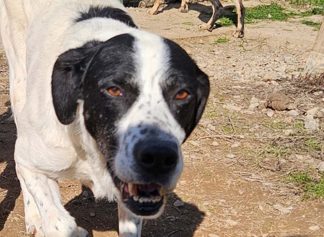Nouky - Chien à adopter