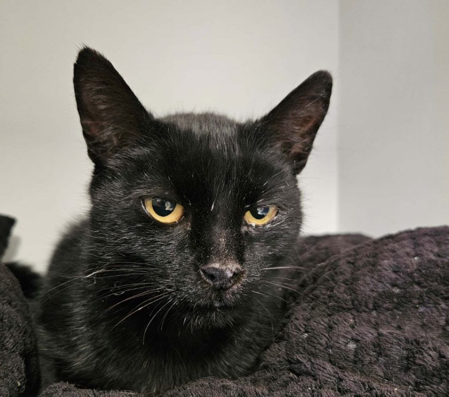 Dudul - Chat Européen à adopter