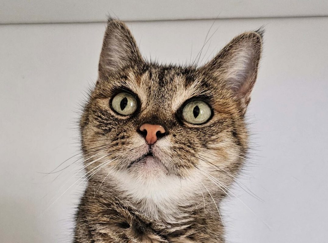Nima - Chat Européen à adopter