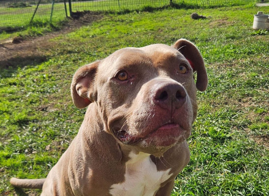 Isis - Chien American Bully à adopter