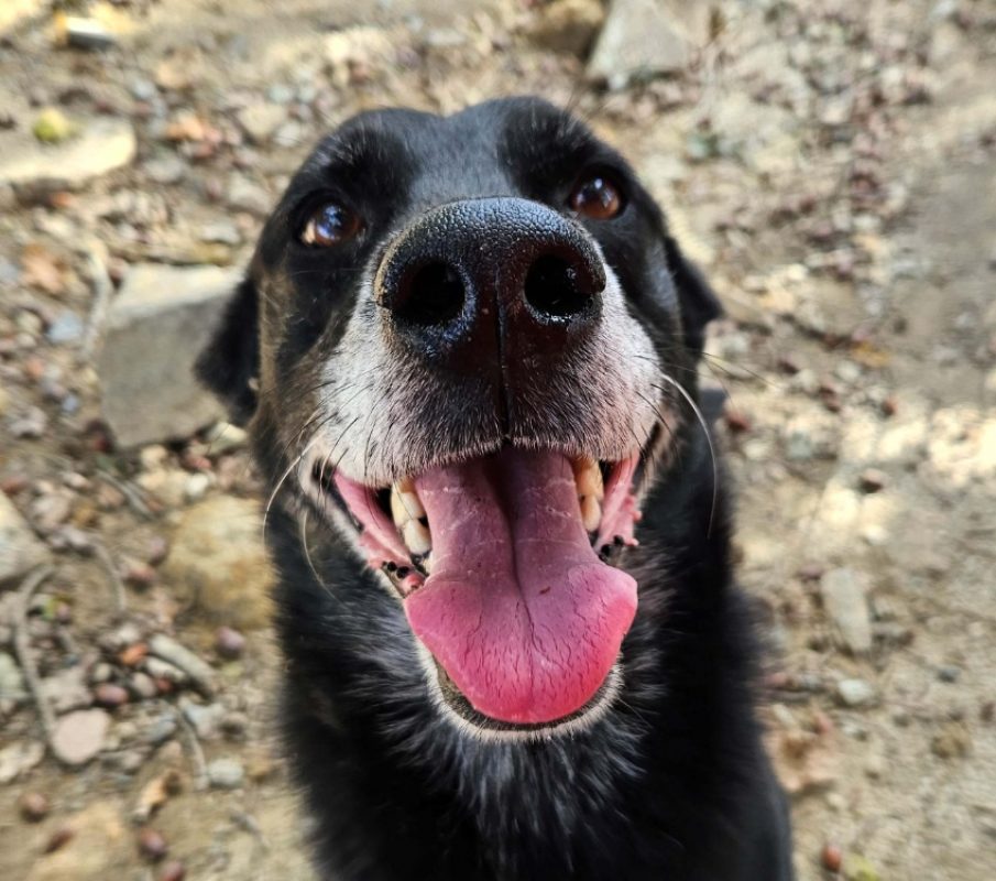 Farzbuan - Chien Berger à adopter