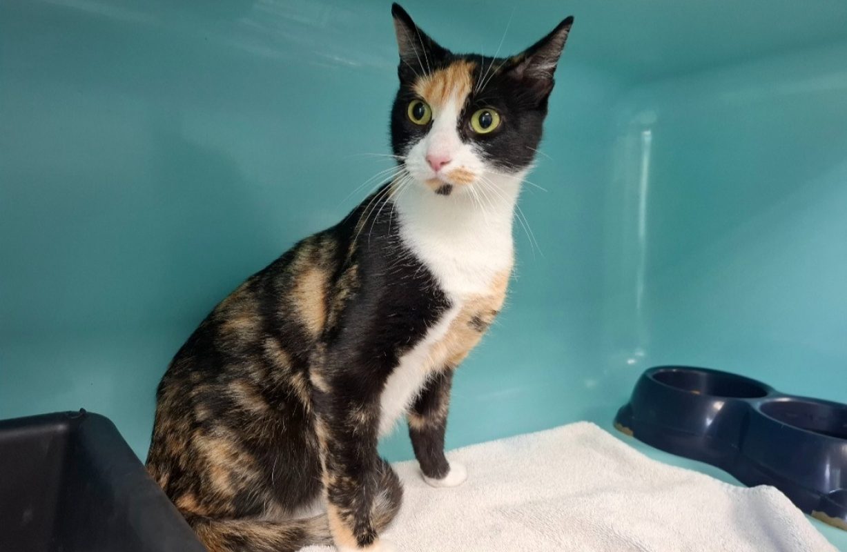 Clochette - Chat Européen à adopter