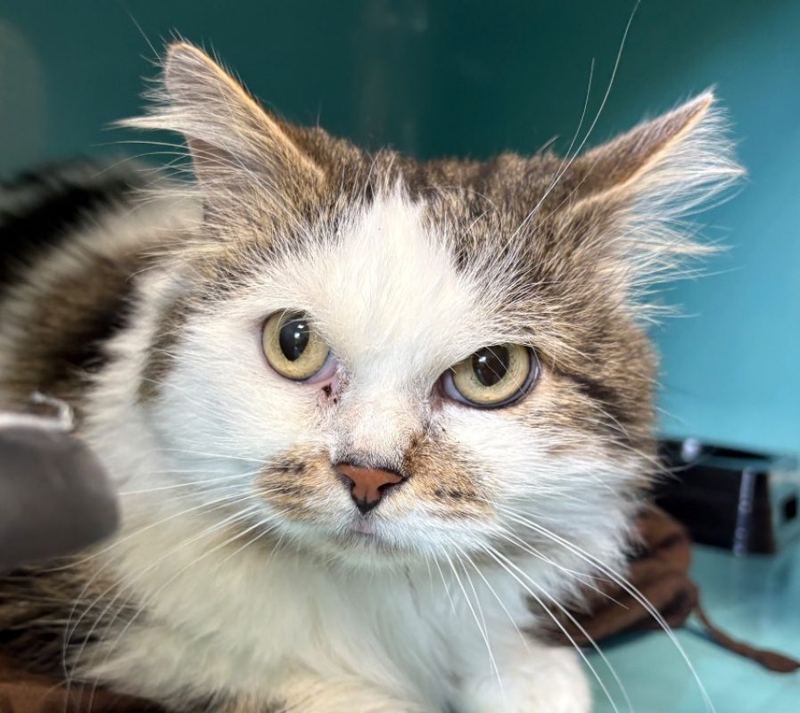Nenesse - Chat Européen à adopter