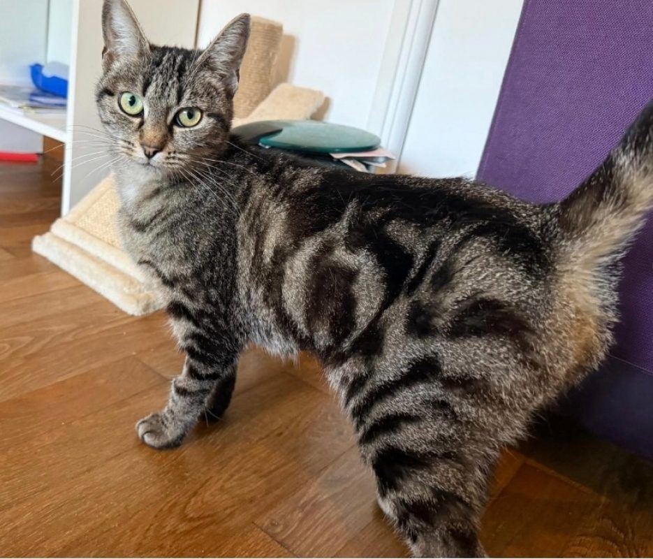Lentille - Chat Européen à adopter