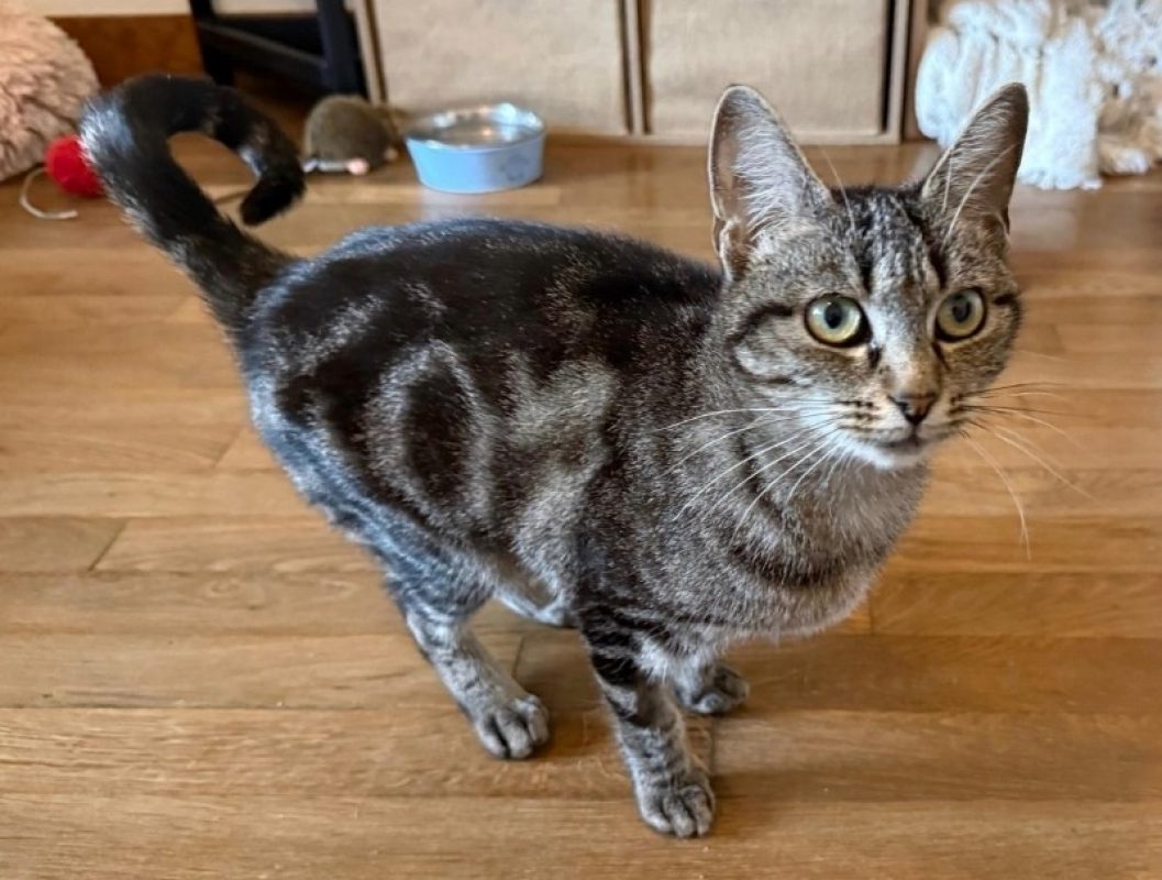 Lentille - Chat Européen à adopter - photo 2