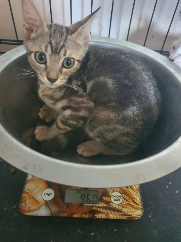 Gomi - Chat à adopter - photo 4