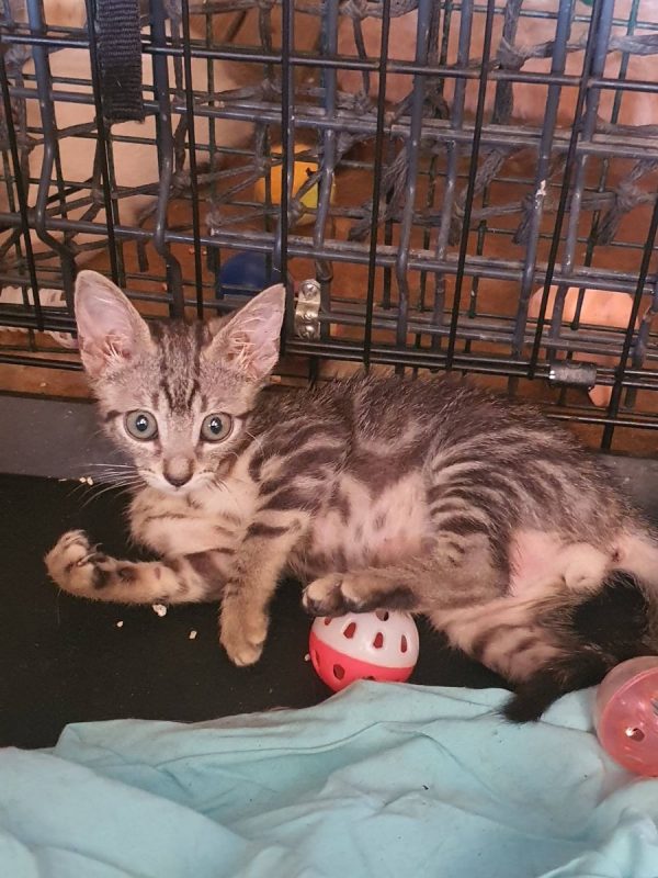 Gomi - Chat à adopter - photo 3