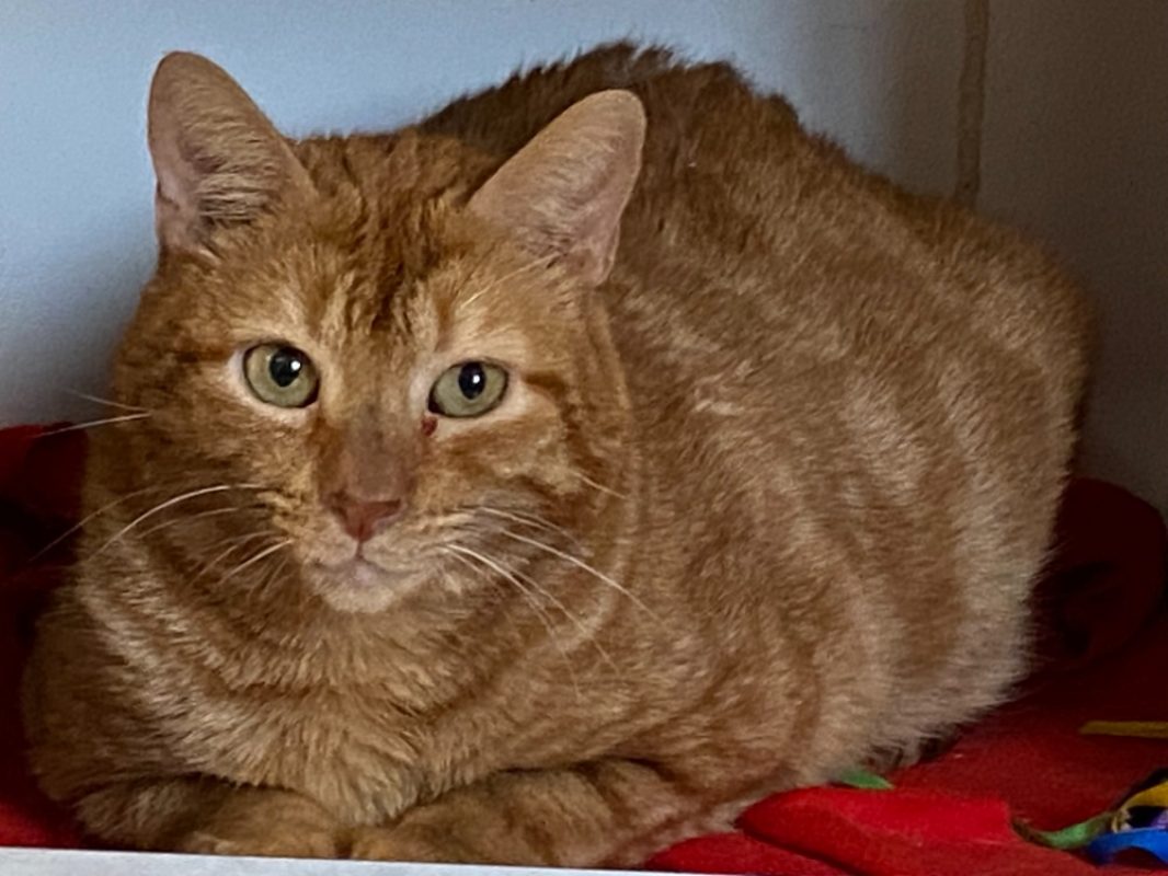 Minou - Chat Européen à adopter