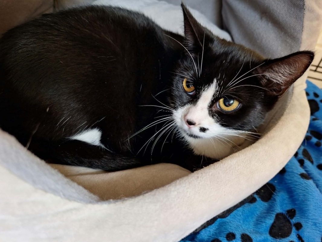 Duchesse - Chat Européen à adopter