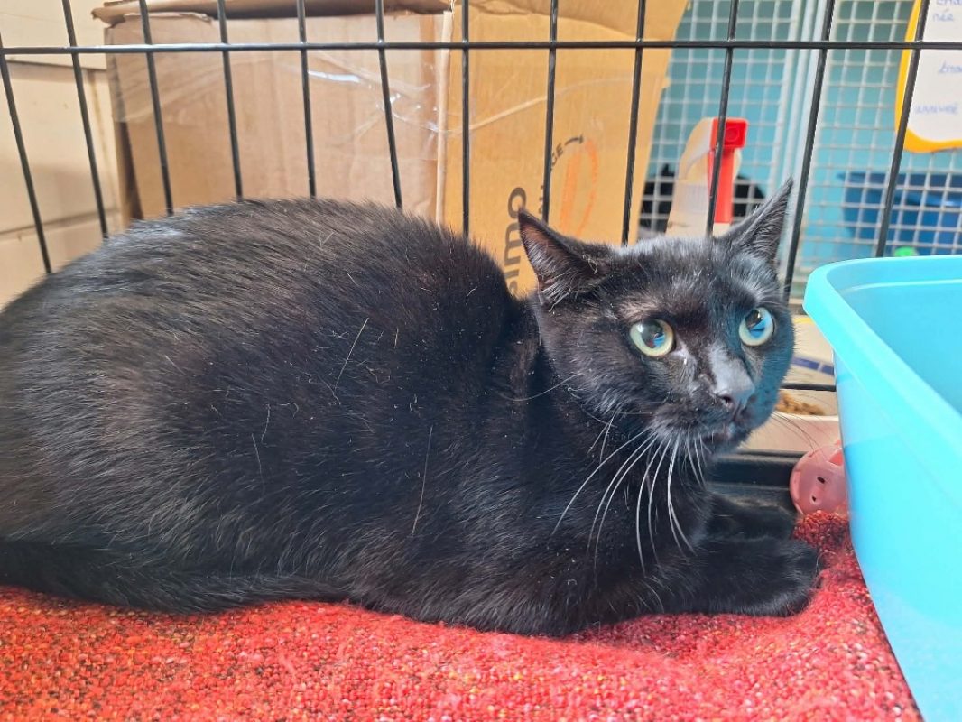 Dora - Chat Européen à adopter