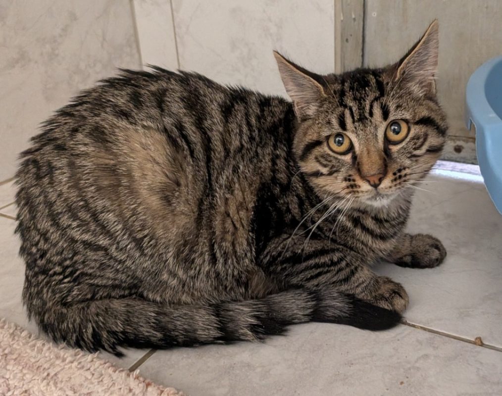 Boddah - Chat Européen à adopter
