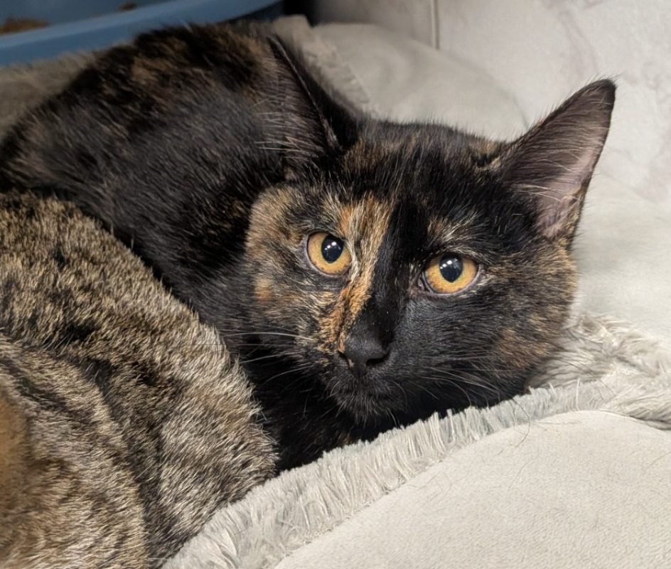 Polly - Chat Européen à adopter