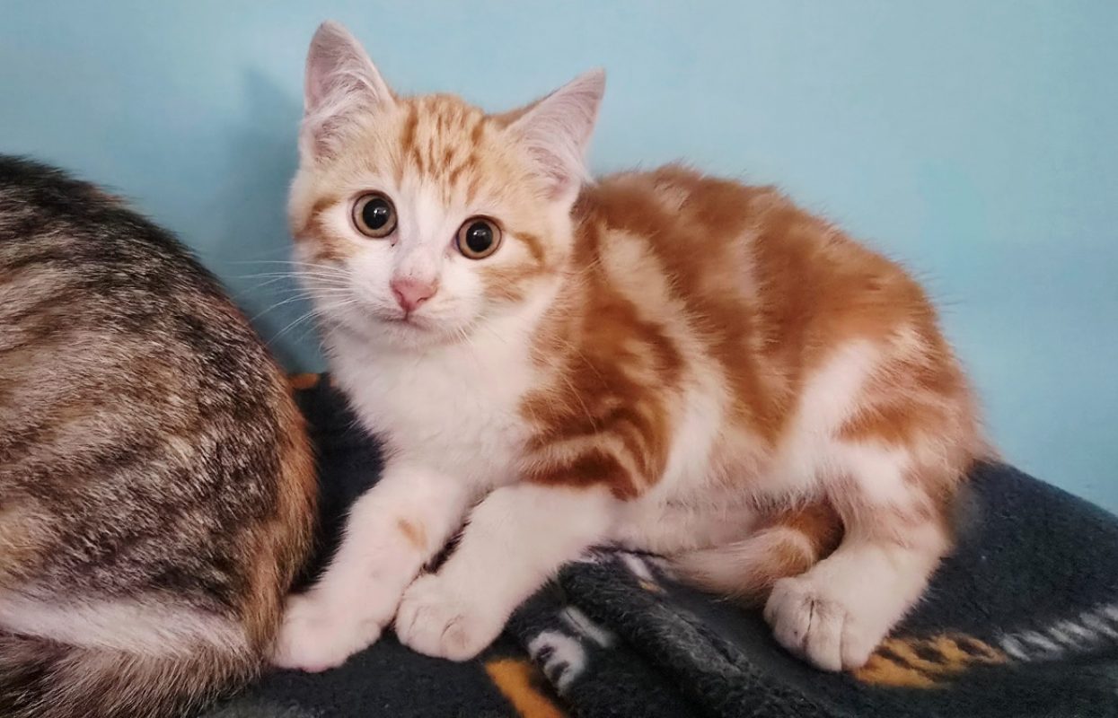 Tacos - Chat Européen à adopter