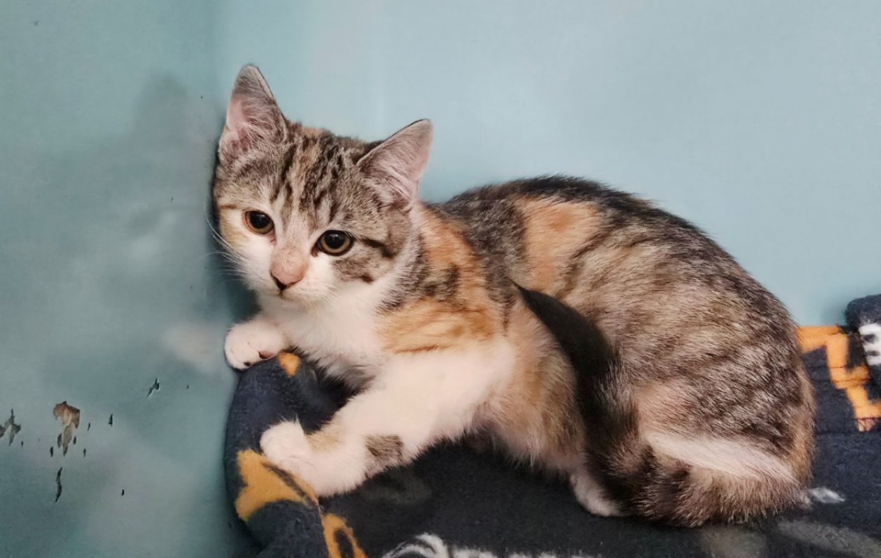 Salsa - Chat Européen à adopter