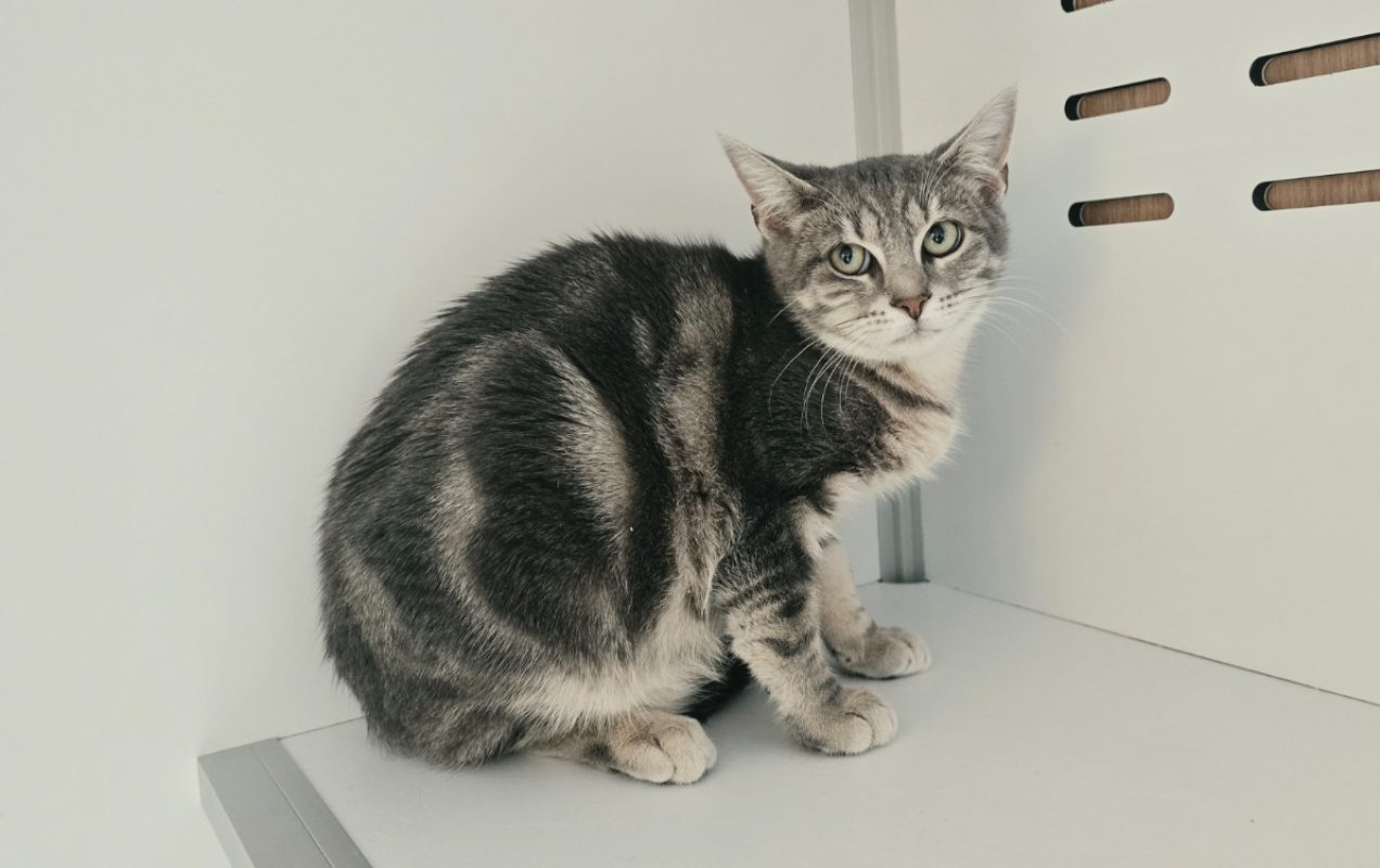 Looping - Chat Européen à adopter