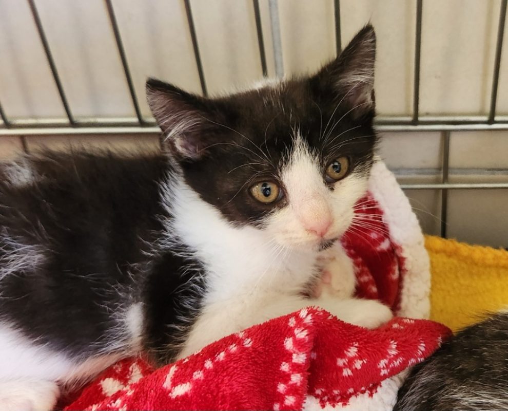 Aluminium - Chat Européen à adopter
