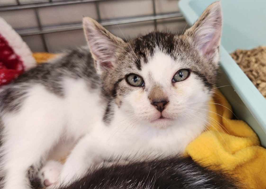 Magnesium - Chat Européen à adopter