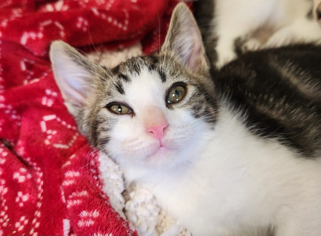 Sodium - Chat Européen à adopter