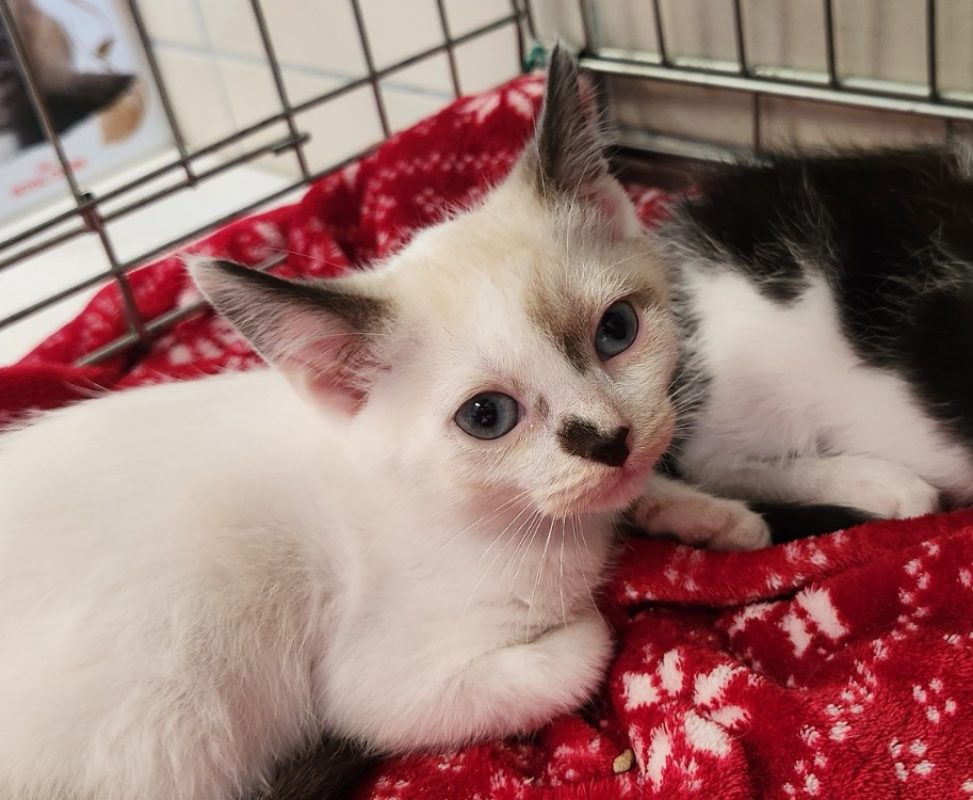 Bismuth - Chat Européen à adopter