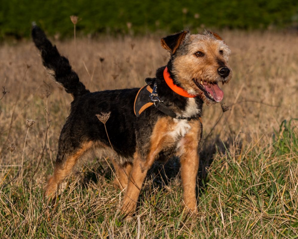 Lougi - Chien à adopter